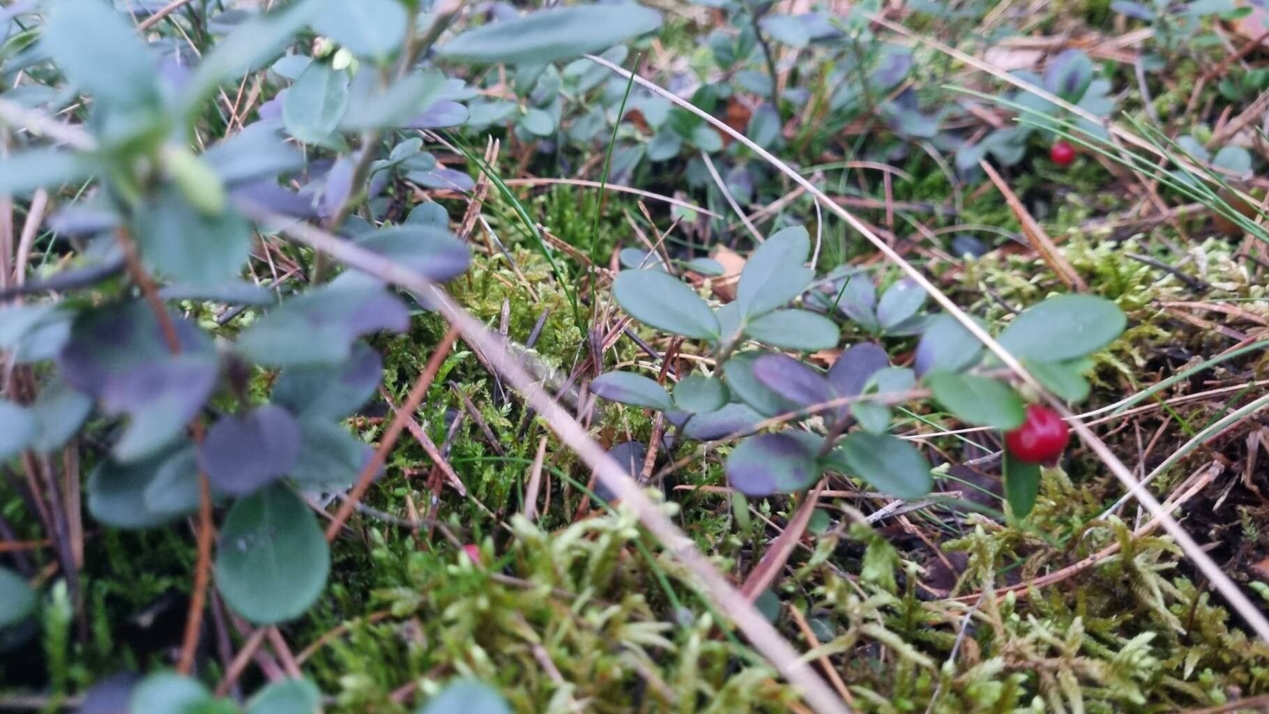 Preiselbeere